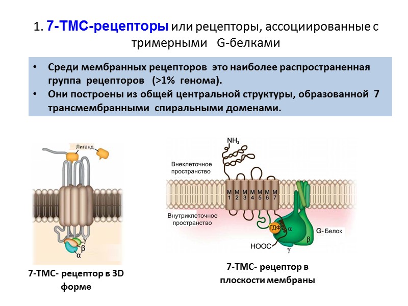 1. 7-ТМС-рецепторы или рецепторы, ассоциированные с тримерными   G-белками  Среди мембранных рецепторов